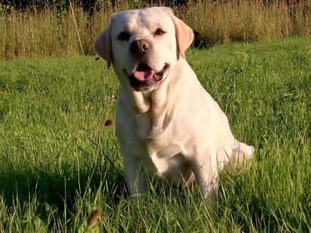 Wurfankündigung Labradorwelpen in schwarz und gelb, mit Ahnentafel, liebevolle Hausaufzucht