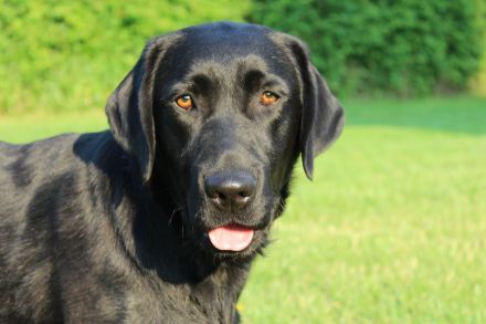 Wurfankündigung Labradorwelpen in schwarz und gelb, mit Ahnentafel, liebevolle Hausaufzucht