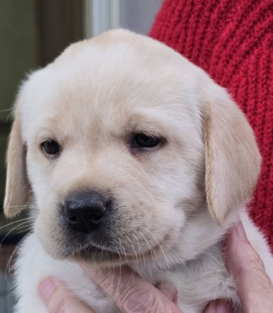 Labradorwelpen in schwarz und gelb, mit Ahnentafel, liebevolle Hausaufzucht