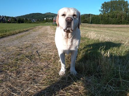 Wurfankündigung Labradorwelpen in schwarz und gelb, mit Ahnentafel, liebevolle Hausaufzucht