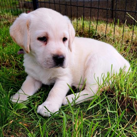 Labradorwelpen in schwarz und gelb, mit Ahnentafel, liebevolle Hausaufzucht