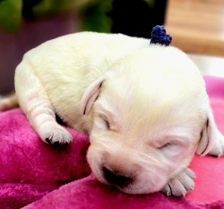 Labradorwelpen in schwarz und gelb, mit Ahnentafel, liebevolle Hausaufzucht