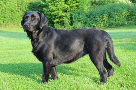 Wurfankündigung Labradorwelpen in schwarz und gelb, mit Ahnentafel, liebevolle Hausaufzucht