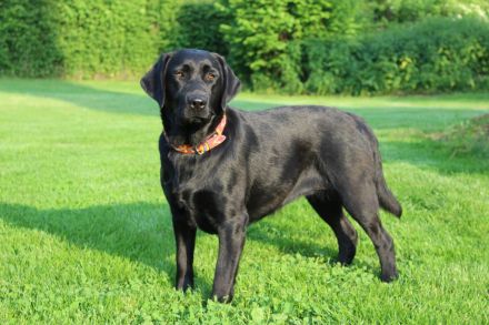 Wurfankündigung Labradorwelpen in schwarz und gelb, mit Ahnentafel, liebevolle Hausaufzucht