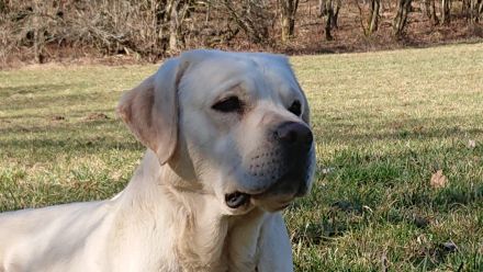 Wurfankündigung Labradorwelpen in schwarz und gelb, mit Ahnentafel, liebevolle Hausaufzucht