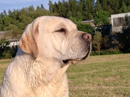 Wurfankündigung Labradorwelpen in schwarz und gelb, mit Ahnentafel, liebevolle Hausaufzucht