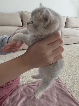 Wunderschöne Kätzchen