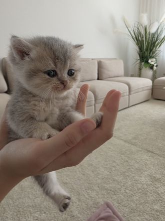 Wunderschöne Kätzchen