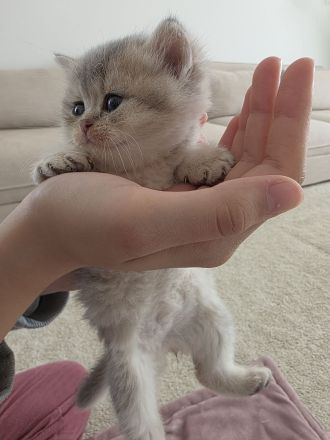 Wunderschöne Kätzchen