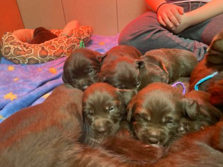 Labradorwelpen in schokobraun