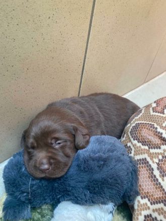 Labradorwelpen in schokobraun