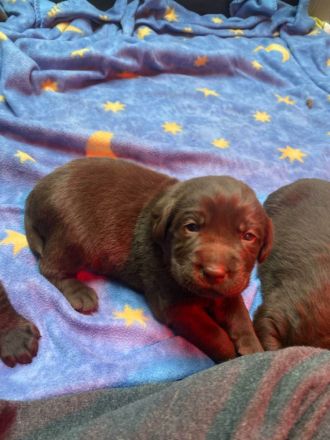 Labradorwelpen in schokobraun
