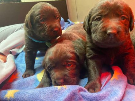 Labradorwelpen in schokobraun