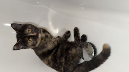 Liebe volles für immer zuhause gesucht