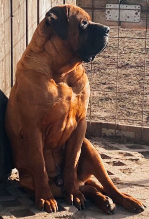 Hybride mastiff welpen
