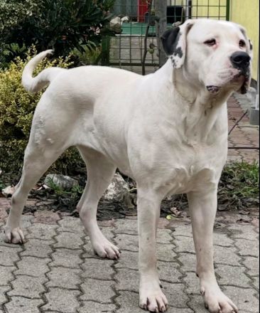 Hybride mastiff welpen