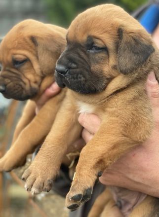 Hybride mastiff welpen