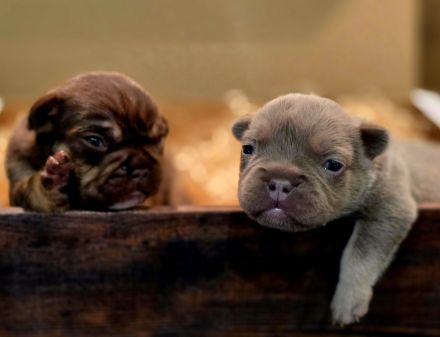 Traumhafte Französische Bulldoggen Welpen in Sonderfarben