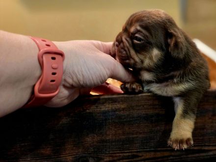 Traumhafte Französische Bulldoggen Welpen in Sonderfarben