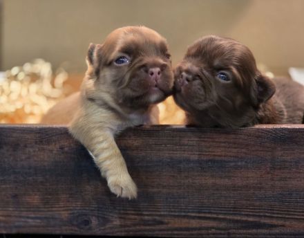 Traumhafte Französische Bulldoggen Welpen in Sonderfarben