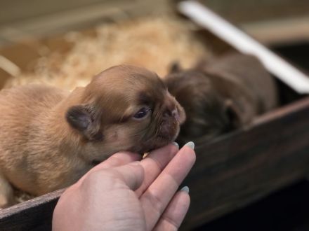 Traumhafte Französische Bulldoggen Welpen in Sonderfarben