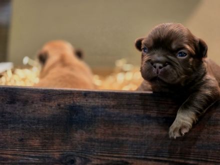 Traumhafte Französische Bulldoggen Welpen in Sonderfarben