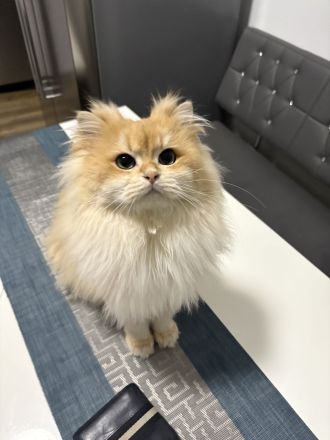 Deckkater mit Stammbaum