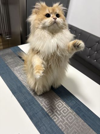 Deckkater mit Stammbaum