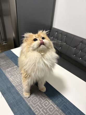 Deckkater mit Stammbaum