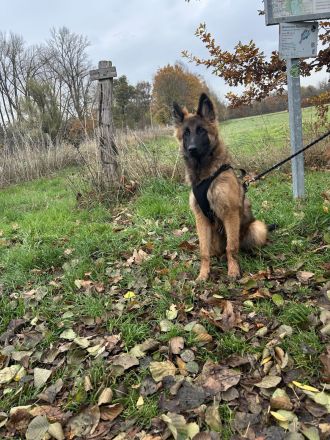 Suchen liebevolles Zuhause