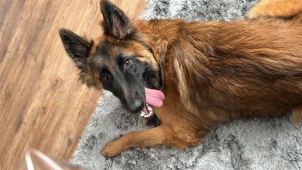 Suchen liebevolles Zuhause