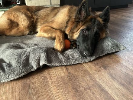 Suchen liebevolles Zuhause