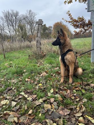 Suchen liebevolles Zuhause