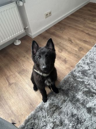 Belgischer Schäferhund