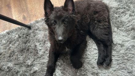 Belgischer Schäferhund