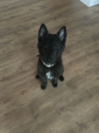 Belgischer Schäferhund