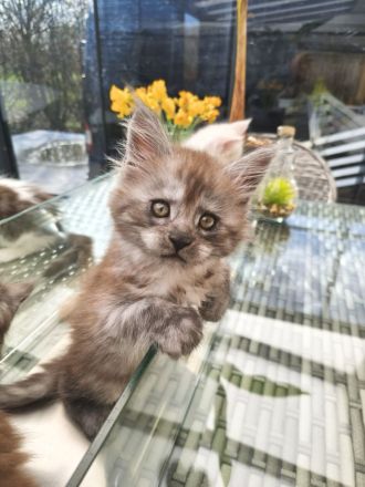 Maine Coon Kitten mit Stammbaum von Whisker Oase