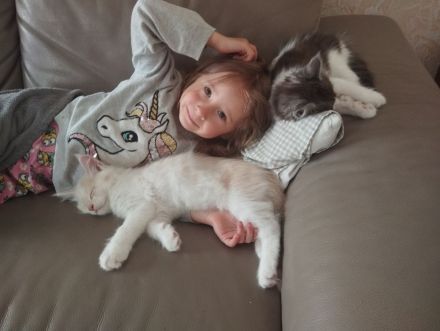 Maine Coon Kitten mit Stammbaum von Whisker Oase