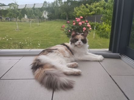 Maine Coon Kitten mit Stammbaum von Whisker Oase