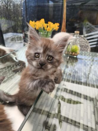 Maine Coon Kitten mit Stammbaum von Whisker Oase