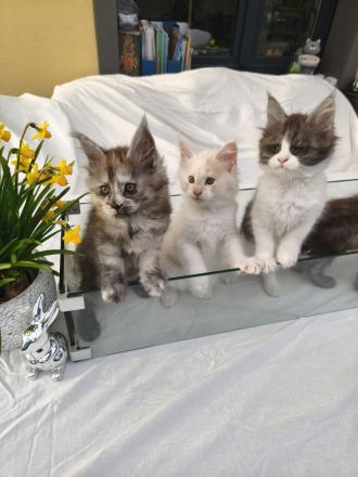 Maine Coon Kitten mit Stammbaum von Whisker Oase