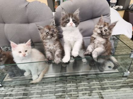 Maine Coon Kitten mit Stammbaum von Whisker Oase