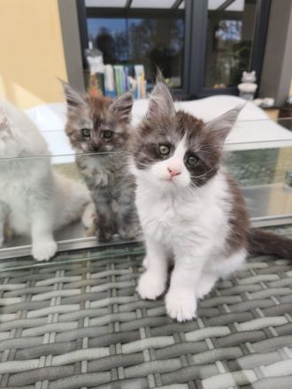 Maine Coon Kitten mit Stammbaum von Whisker Oase