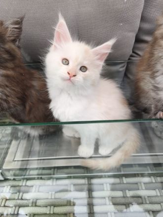 Maine Coon Kitten mit Stammbaum von Whisker Oase