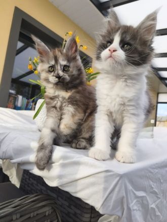 Maine Coon Kitten mit Stammbaum von Whisker Oase