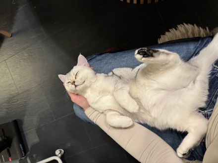 Wir suchen ein neues Zuhause für unsere 2 kleinen BKH