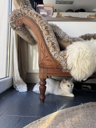 Wir suchen ein neues Zuhause für unsere 2 kleinen BKH