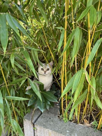Wir suchen ein neues Zuhause für unsere 2 kleinen BKH