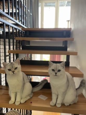 Wir suchen ein neues Zuhause für unsere 2 kleinen BKH