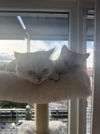 Wir suchen ein neues Zuhause für unsere 2 kleinen BKH